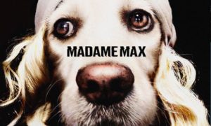 Fotógrafo viraliza com fotos de cachorro imitando Madonna