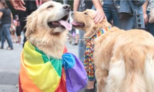 Pesquisa revela que mais de 12% de cachorros vivem em lares LGBT